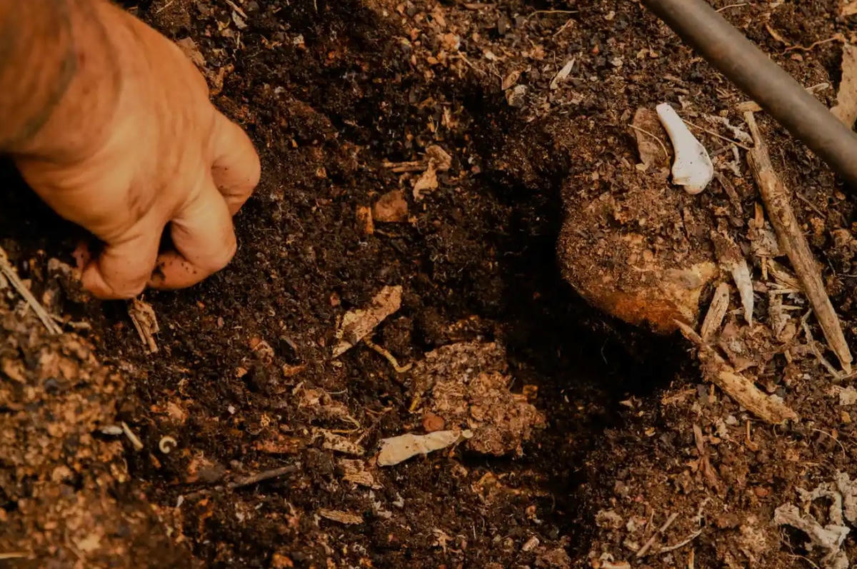 Trang trại của Kaipo Kekona đã được chuyển đổi từ đất nông nghiệp cằn cỗi thành một khu rừng lương thực dày đặc. Ảnh: The Guardian.