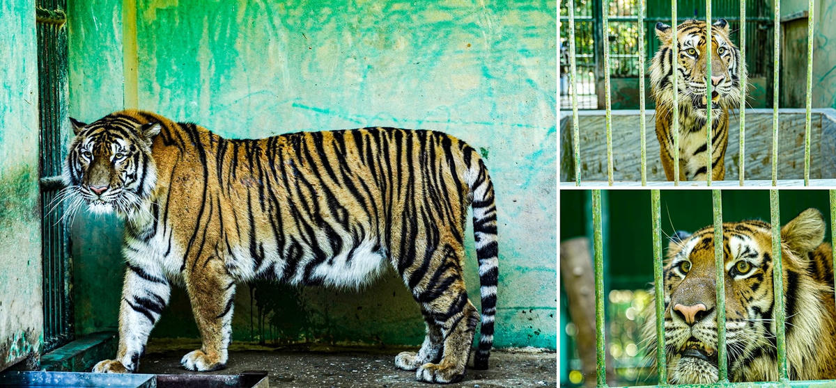 Khi mới tiếp nhận, con nặng nhất 64 kg, nhỏ nhất 56 kg. Ảnh: Cẩm Kỳ