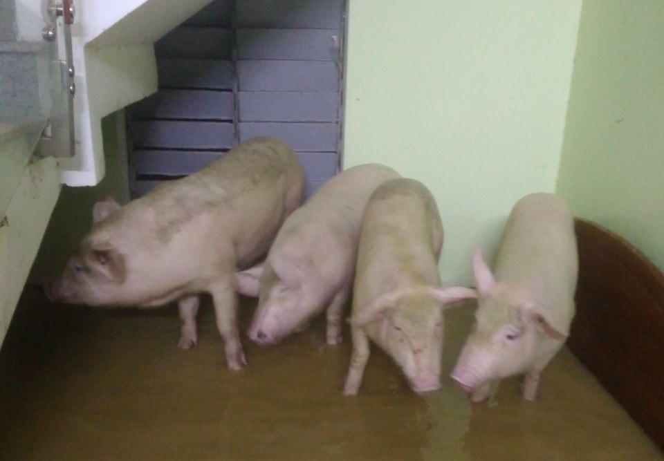 Người dân phải kê cao đồ đạc, đưa vật nuôi đến nơi an toàn. Ảnh: CTV.