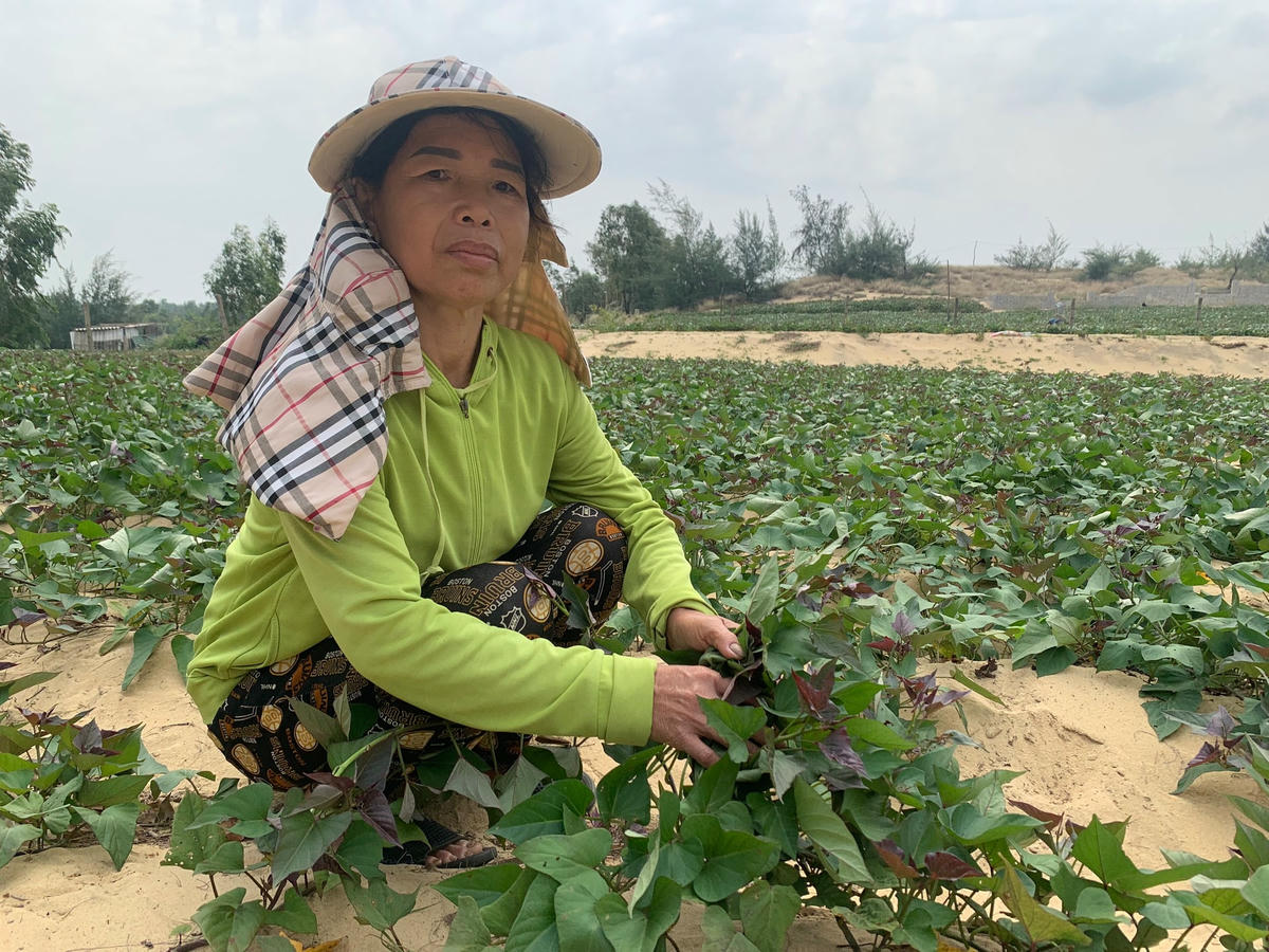 Bà Sa cho rằng cây khoai lang tím trên cát rất dễ trồng và chăm sóc.