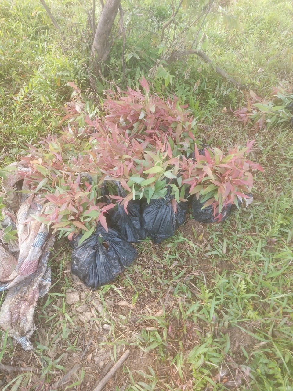 Những cây bạch đàn non được người dân chuẩn bị để trồng ở bãi bồi sông Hồng.