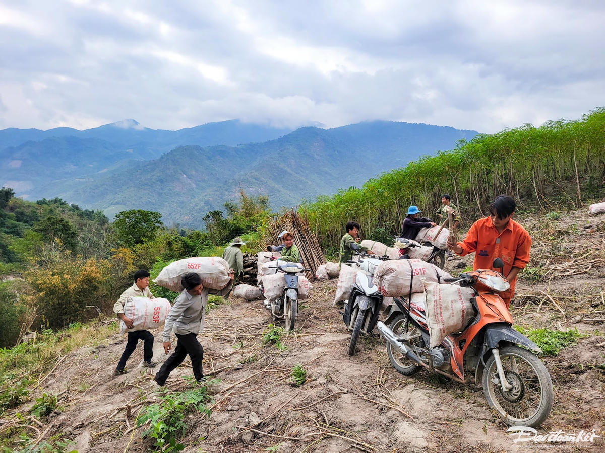 Từ sáng sớm tinh mơ, trên những sườn đồi tại bản Chà Lan, xã Mường Lý, hàng chục người dân hăn say cuốc đất, nhổ, bỏ sắn vào bao tải rồi khuân vác sắn ra xe để vận chuyển tới điểm tập kết, cân bán cho thương lái. Ảnh: Đình Minh