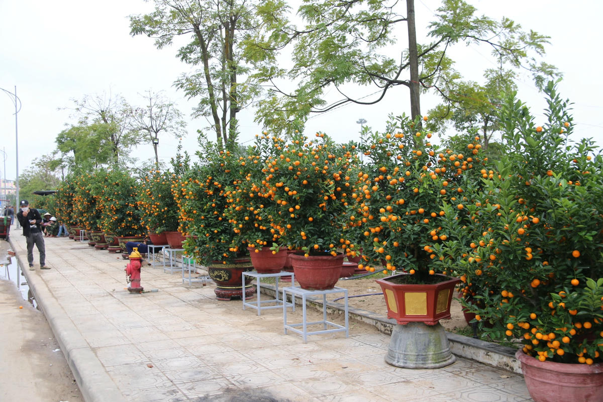 Ghi nhận của phóng viên Báo Đại Đoàn Kết Online vào chiều ngày 16/1 (25/12 âm lịch), các gian hàng hoa, cây cảnh phục vụ trưng bày Tết Nguyên đán Quý Mão 2023 đã được các thương lái bày biện rất đa dạng.