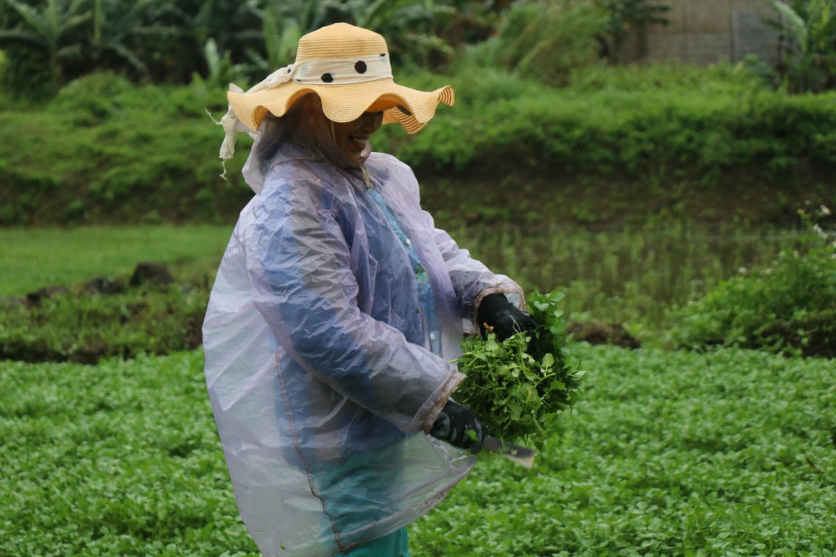 Một người dân ở làng Gia Bình, xã Gio An cho biết thêm, vào ngày 24/1 (mùng 3 Tết) có những chợ bán với giá 15 - 20 nghìn đồng/bó. Tranh thủ lúc rau được giá, người trồng rau tập trung thu hoạch bán, ước tính, có ngày một hộ dân ở đây thu nhập đến cả triệu đồng.