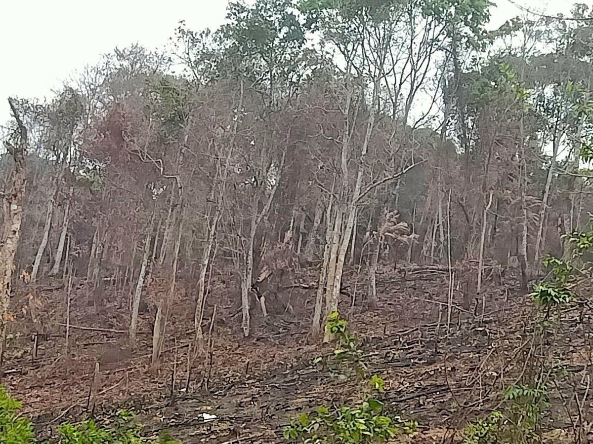 Người chồng gây cháy hơn 4.000m2. Ảnh: KLHK.