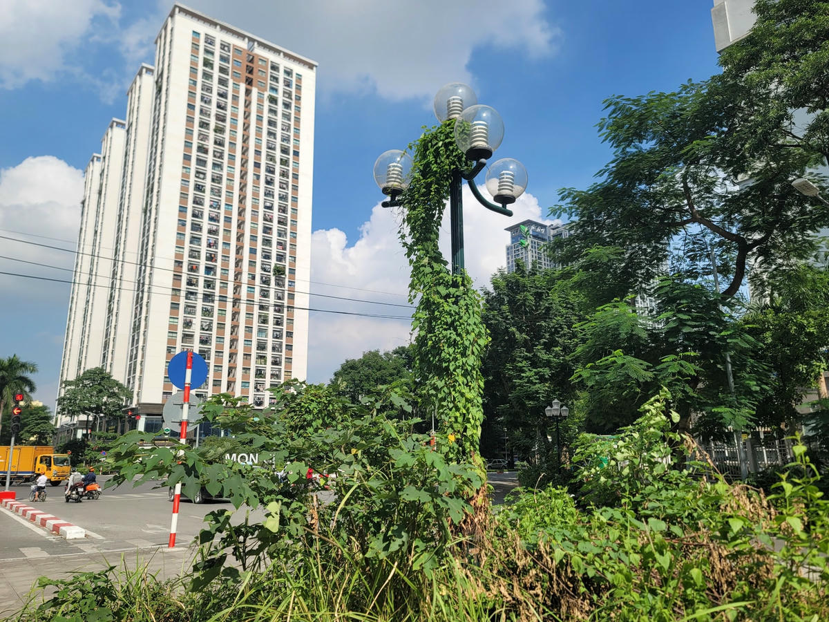 Cỏ dại phủ kín chân cột, cây leo bám hết thân cột đèn đường.