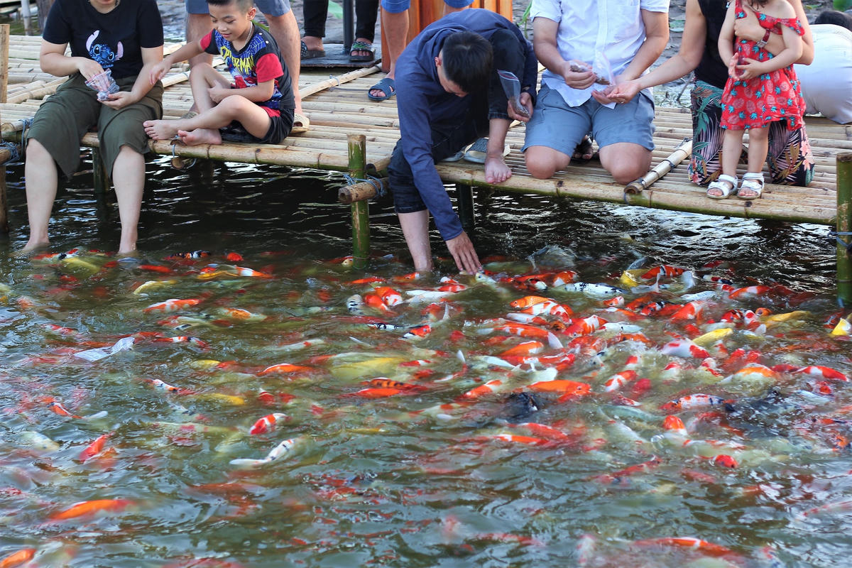 Đàn cá Koi rất thân thiện với du khách.