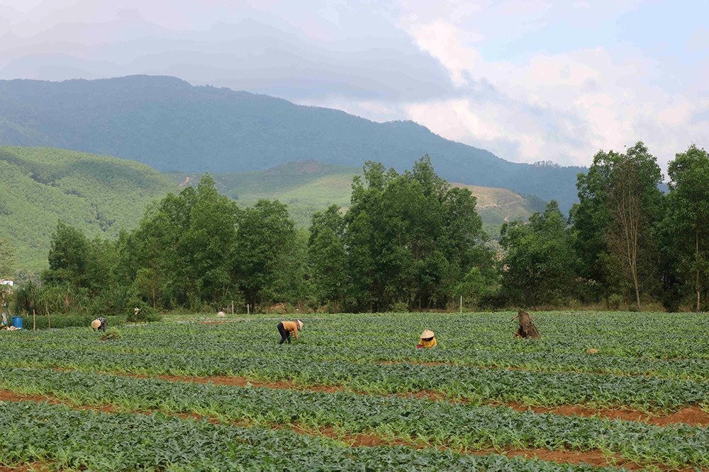 Người dân vùng đồng bào dân tộc thiểu số được cấp đất sản xuất. Ảnh: baotainguyenmoitruong.vn