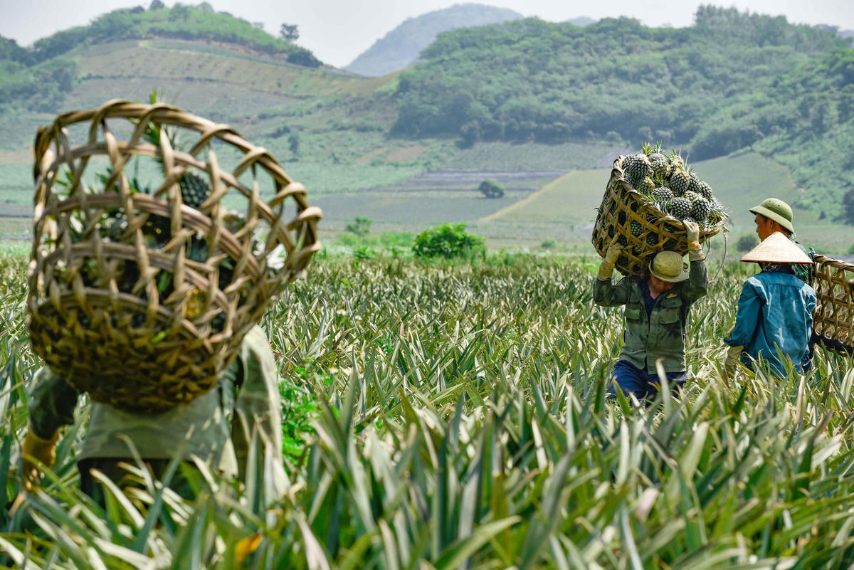 Từng sọt dứa được gùi trên lưng những người đàn ông to cao, rắn chắc.