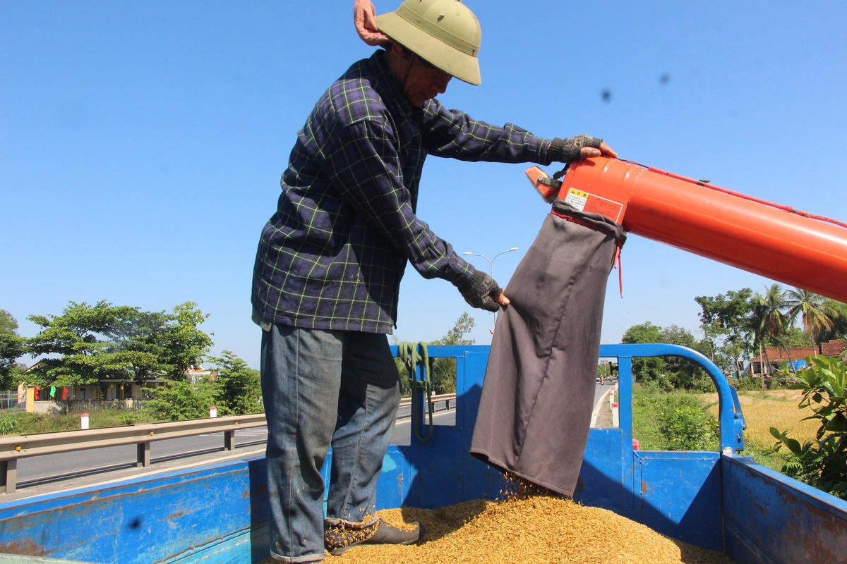 Lúa được nông dân đưa lên xe ba gác để vận chuyển về nhà.