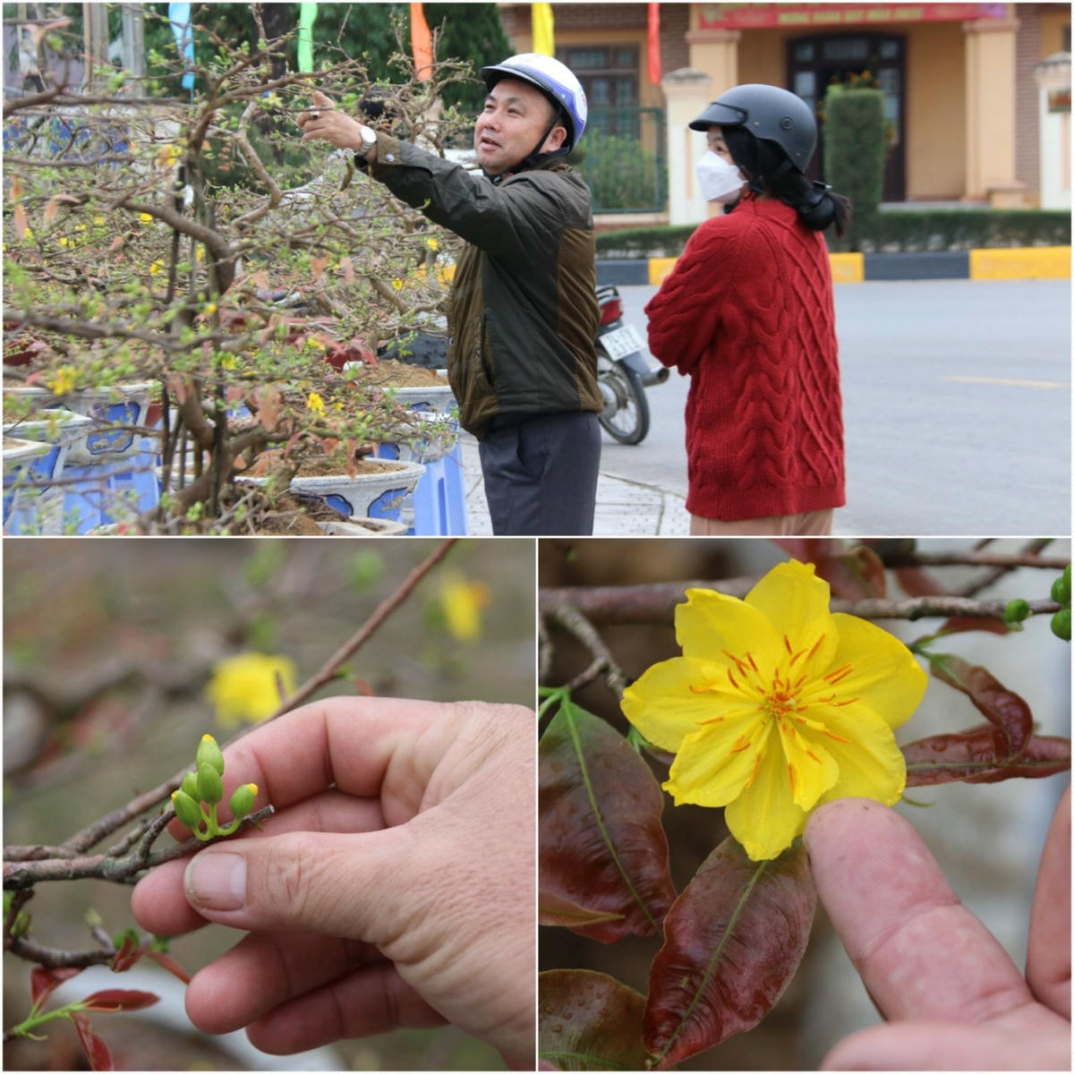 Một người dân cùng con gái đi lựa mua hoa mai về trưng bày Tết.