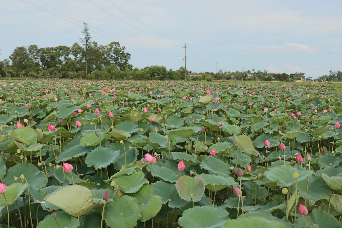 Ở Quảng Trị, trong những năm gần đây mô hình sản xuất sen được nhân rộng ở nhiều địa phương.