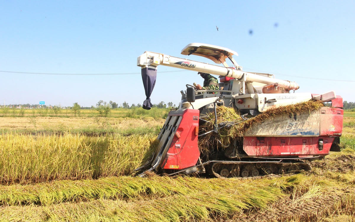 Người dân đang thu hoạch lúa vụ hè thu năm 2023.