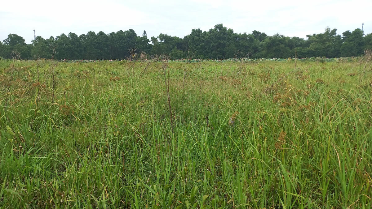 Trước đây, nơi này là bị bao phủ bởi cỏ dại, bèo tây.