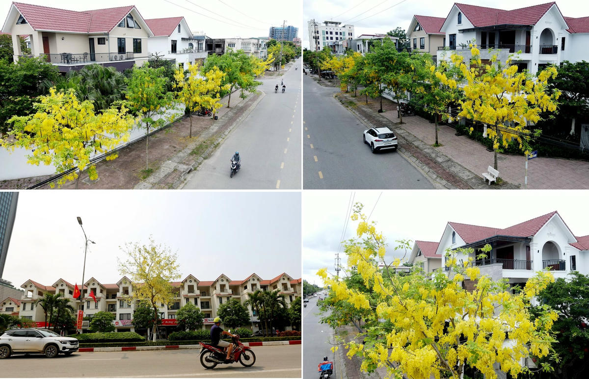 Muồng hoàng yến thuộc cây thân gỗ nên được lựa chọn trồng làm cây bóng mát, làm đẹp cảnh quan tại các đường phố, khu đô thị. Ảnh: Cẩm Kỳ