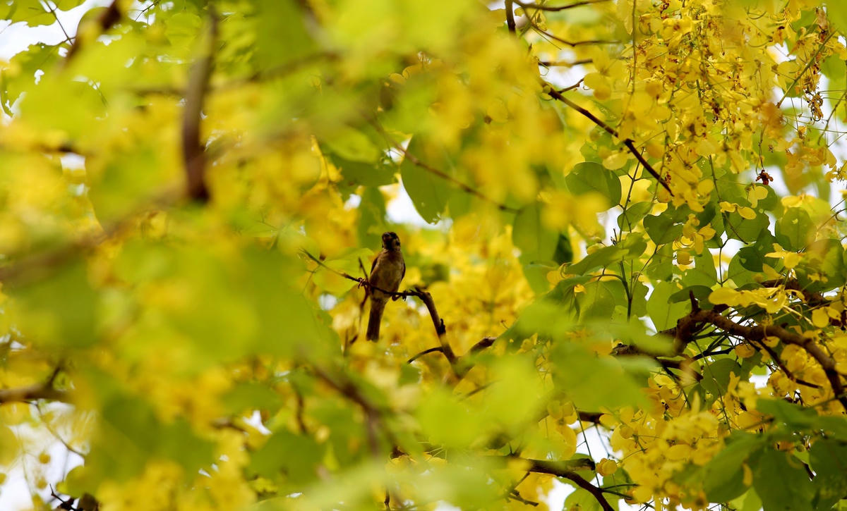 Hoa muồng yến không chỉ đẹp quý phái mà còn có mùi hương thơm dịu nhẹ và thư thái. Ảnh: Cẩm Kỳ