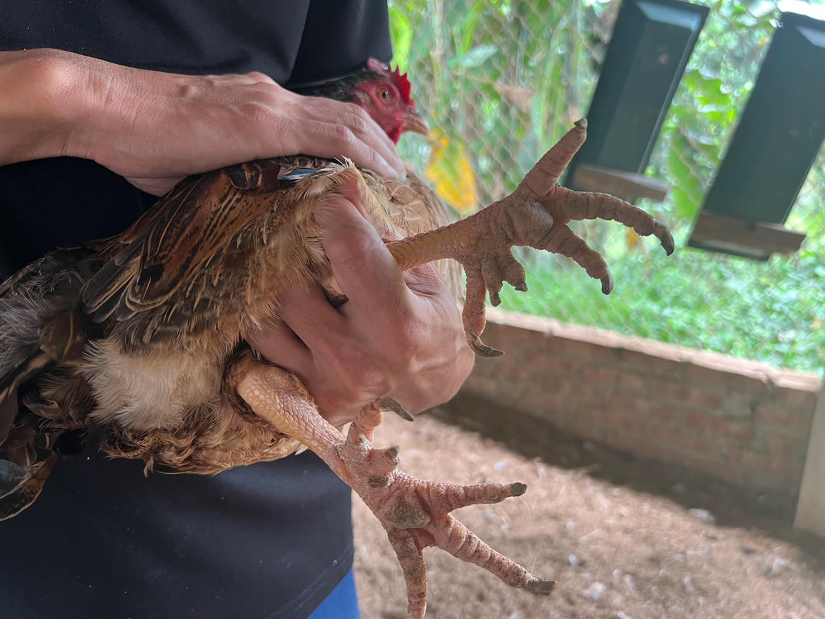 Gà nhiều cựa đủ trọng lượng để xuất bán. Theo Nguyễn Văn Đức, mỗi năm anh có doanh thu nhiều tỷ đồng, trừ chi phí cho lãi hơn 200 triệu đồng. Ảnh: Ngô Hùng 