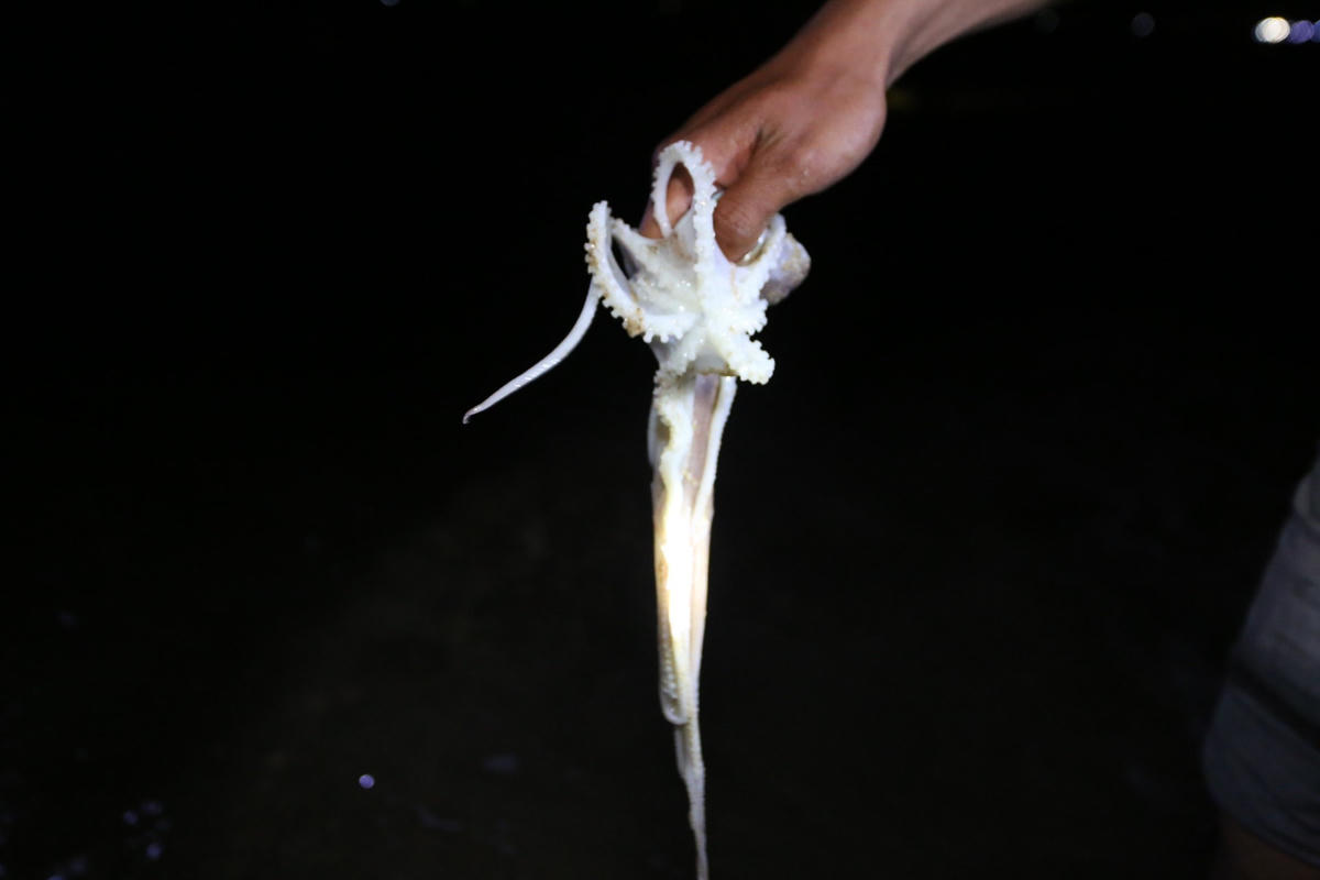 Một con bạch tuộc do người dân bắt được.