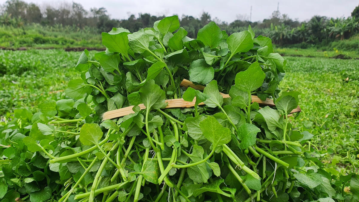 Hiện, giá một bó rau xà lách xoong được thương lái thu mua tận ruộng với giá từ 8 - 10 nghìn đồng.