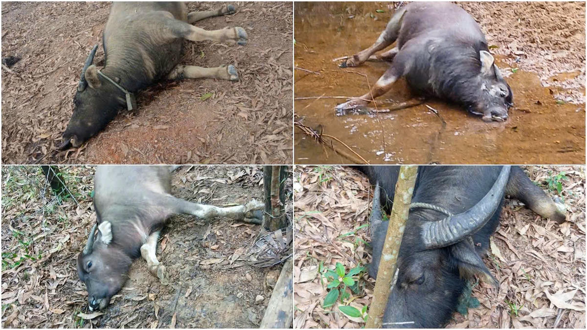 Phát hiện hàng chục con trâu chết nằm rải rác trong khu rừng ở xã Triệu Ái. Ảnh: LHCC.