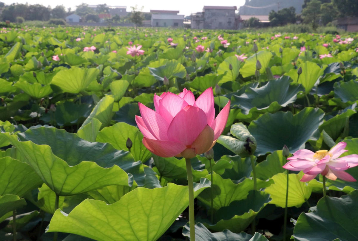 diem den Sen Ninh Binh