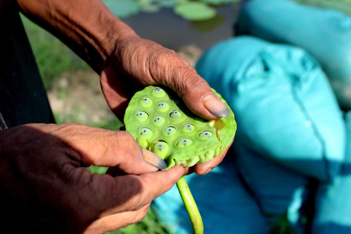 Sau khi thu hoạch ngó, ông Đại chuyển sang thu hoạch gương sen. Ảnh: Cẩm Kỳ