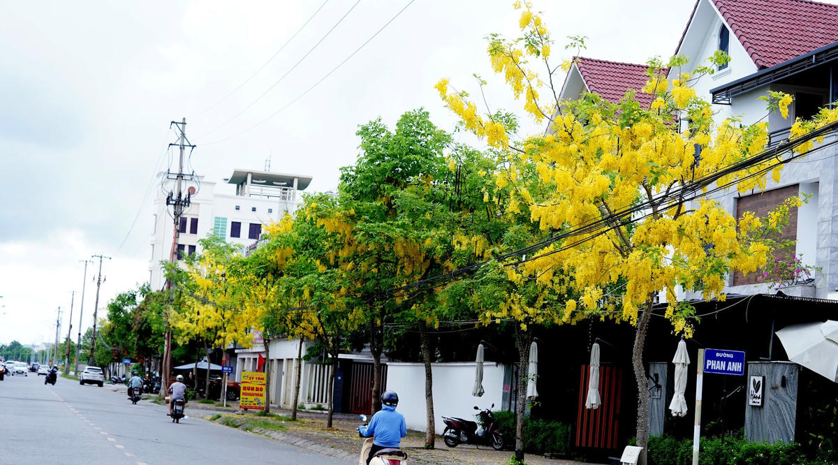 Dưới cái nắng chói chang của mùa hè, dọc theo những tuyến đường Hàm Nghi, Lê Nin, Phan Anh (thành phố Hà Tĩnh)... người dân dễ dàng gặp những cây muồng hoàng yến đang vào mùa nở rộ. Ảnh: Cẩm Kỳ
