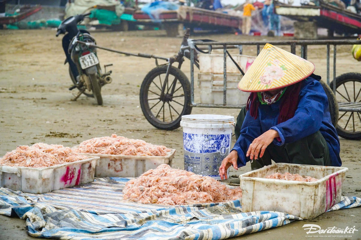 Sau khi các thuyền moi vừa cập bến, các thương lái đã chờ sẵn để thu gom moi, sau đó mang tới các chợ truyền thống hoặc các cơ sở chế biến để bán. Ảnh: Đình Minh