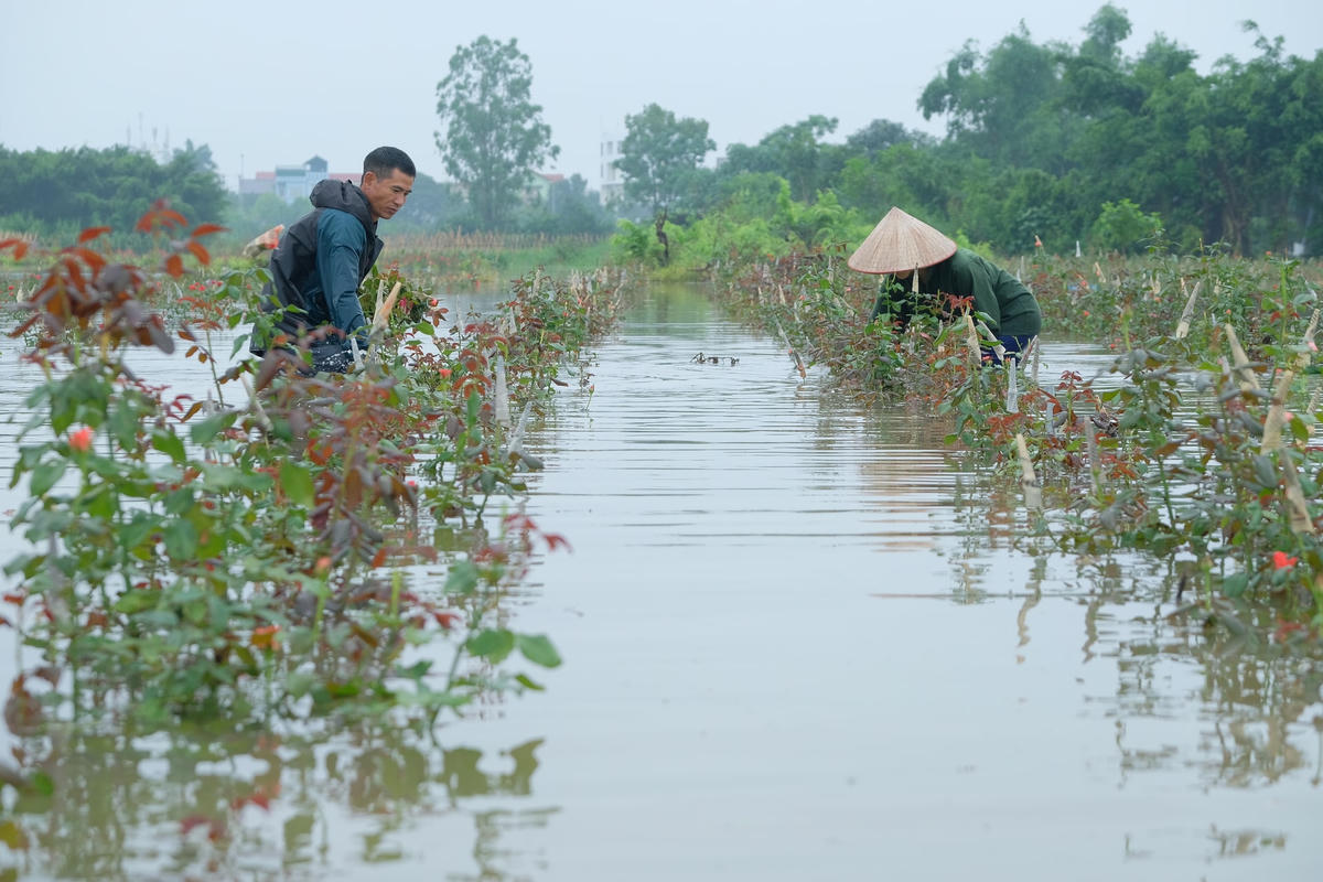 Do mưa lớn kéo dài khiến nhiều khu vực ở các tỉnh phía Bắc ngập sâu trong nước. Tại xã Nam Hồng, mực nước sông thiếp dâng cao, tràn vào những ruộng hoa, rau màu của người dân gây thiệt hại rất nặng nề.