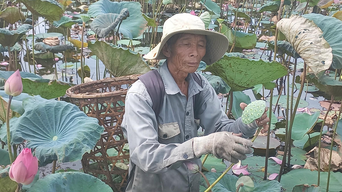 Và có thể thu hoạch.