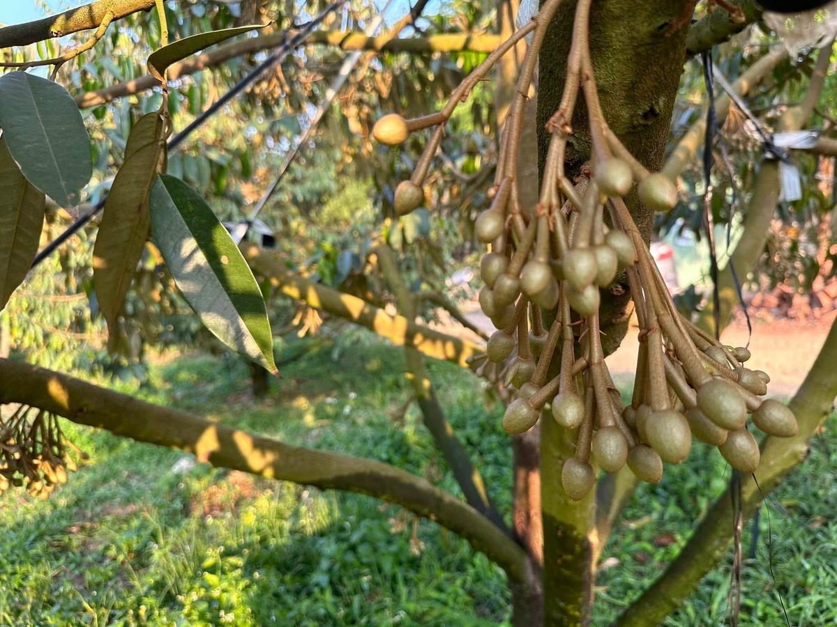 Những chùm hoa sầu riêng trong trang trại nhà nông dân Bùi Văn Quyển báo hiệu một mùa sầu riêng thành công.