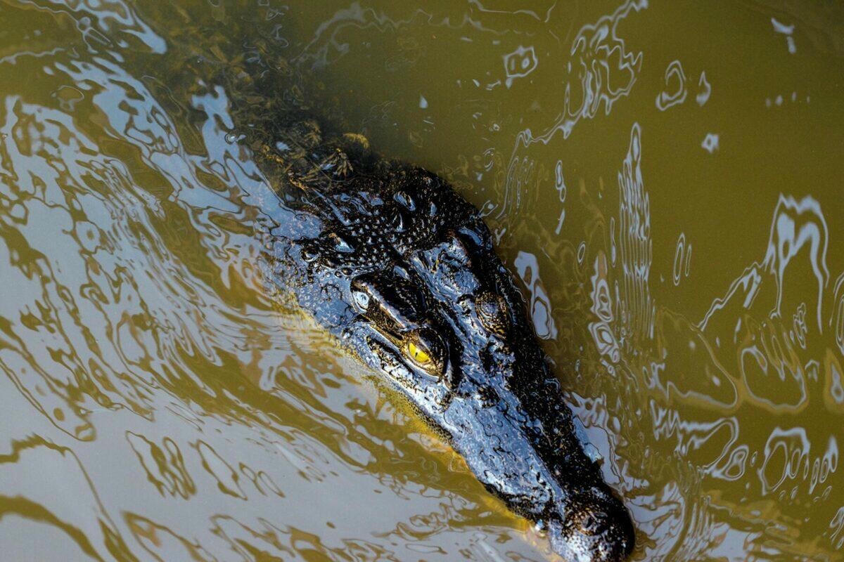 Cá sấu bơi xung quanh những căn nhà nổi ở Hồ Tonle Sap. Ảnh: Fodors.