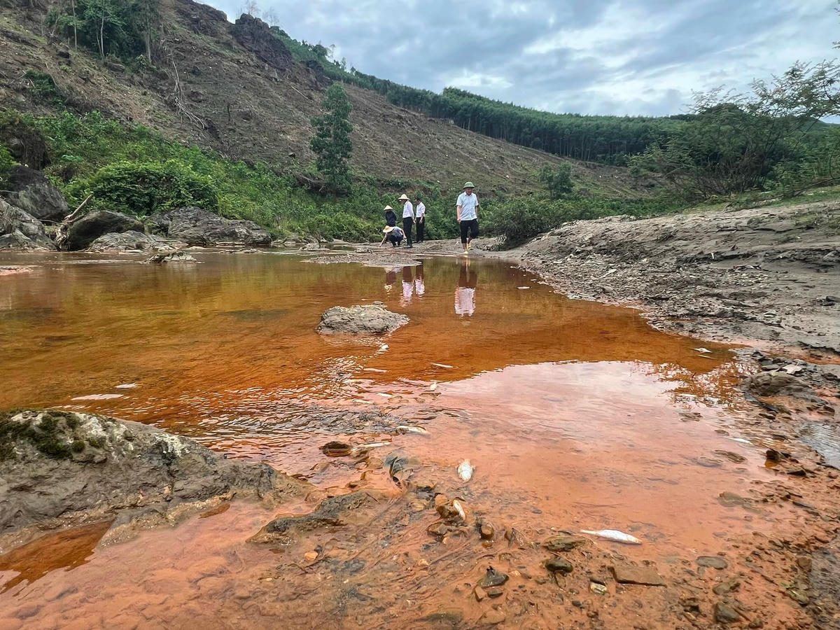 Cá chết bất thường trên suối Bắc đoạn qua xã Châu Thành, huyện Quỳ Hợp (Nghệ An). Ảnh Hà Huy Nhâm