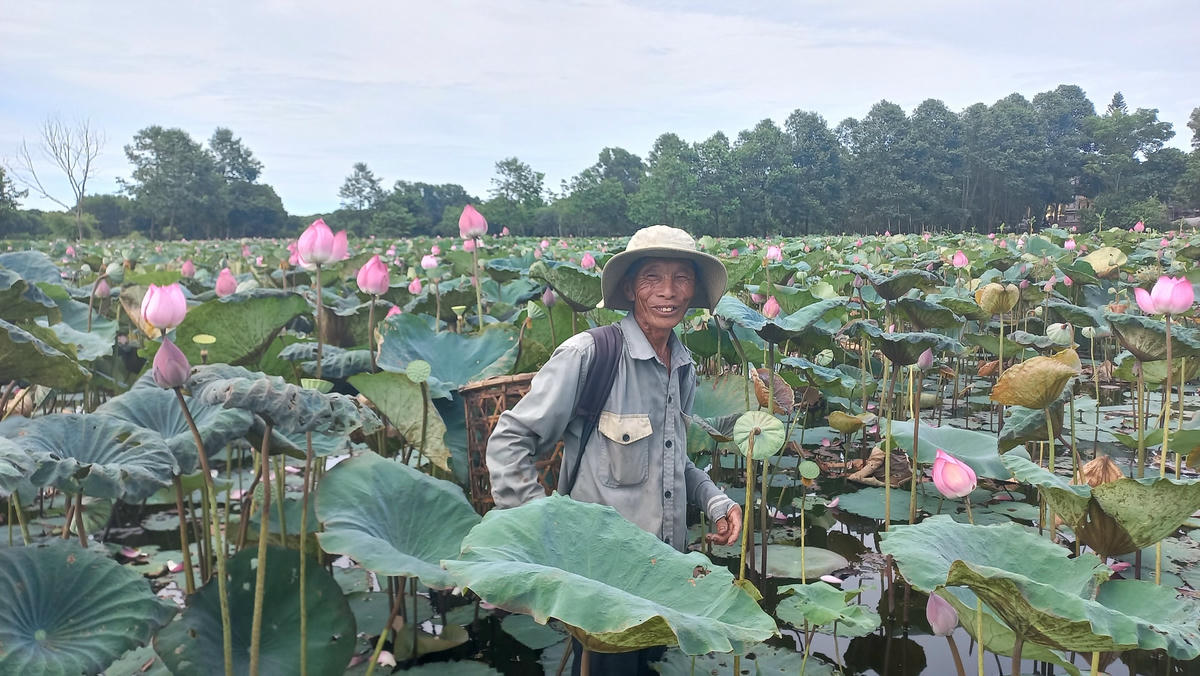 “Năm nay sen được giá, tôi hái ngày 1 tạ sen thì đã mua được 1 tấn lúa rồi”, ông Bường vui vẻ cho biết.