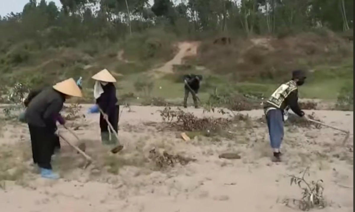 Số cây bị chặt hạ được trồng trên diện tích đất bãi bồi do Nhà nước quản lý, chưa giao cho tổ chức, cá nhân nào. Ảnh: THQH