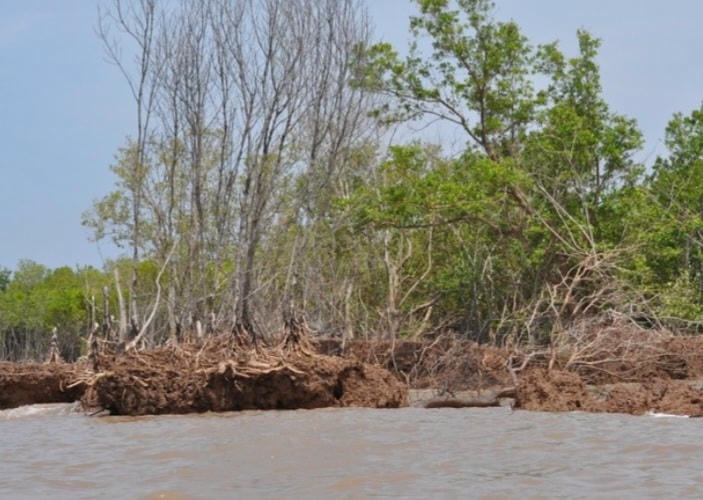 ẢNH 4 Bờ biển Đông Cà Mau bị xói lở nghiêm trọng