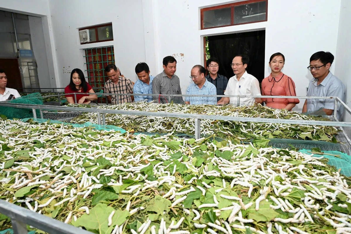 Huyện miền núi Hương Sơn, Hà Tĩnh có lợi thế phát triển nghề trồng dâu nuôi tằm.