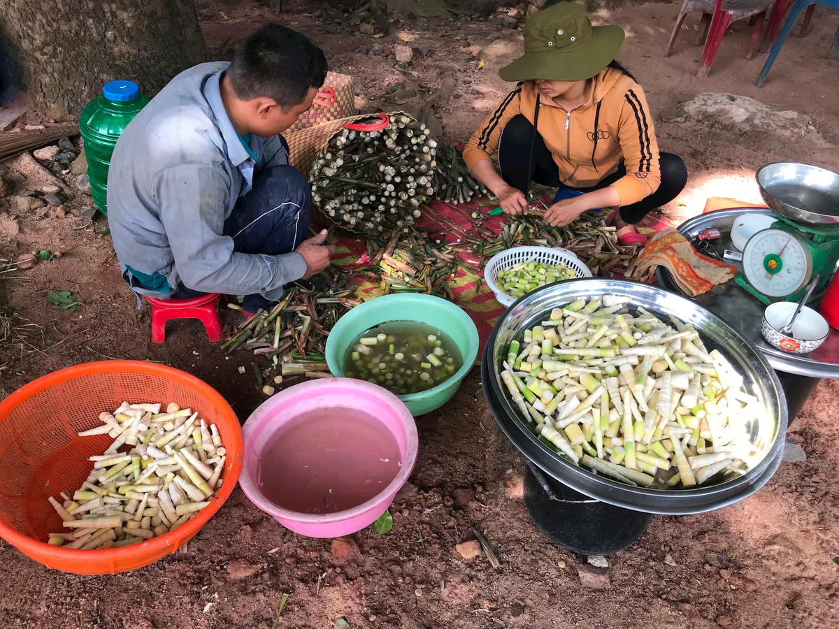 Ảnh 2-Mùa măng rừng miền Đông