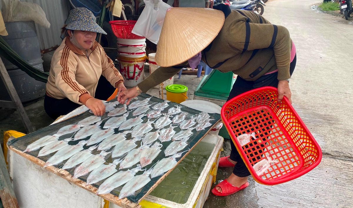 Ảnh 2-Ngư dân vui mùa mực lá