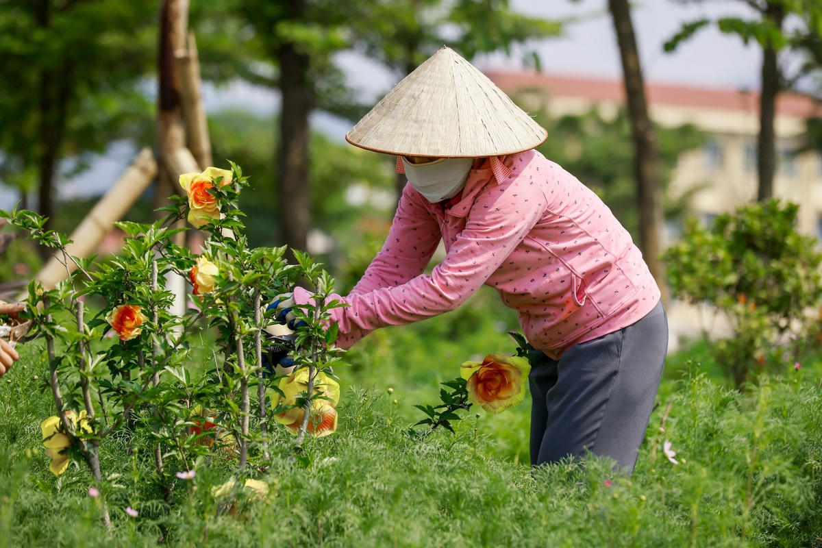 Công nhân vệ sinh môi trường cắt tỉa cây hoa gọn gàng trên Đường 7 tháng 5.