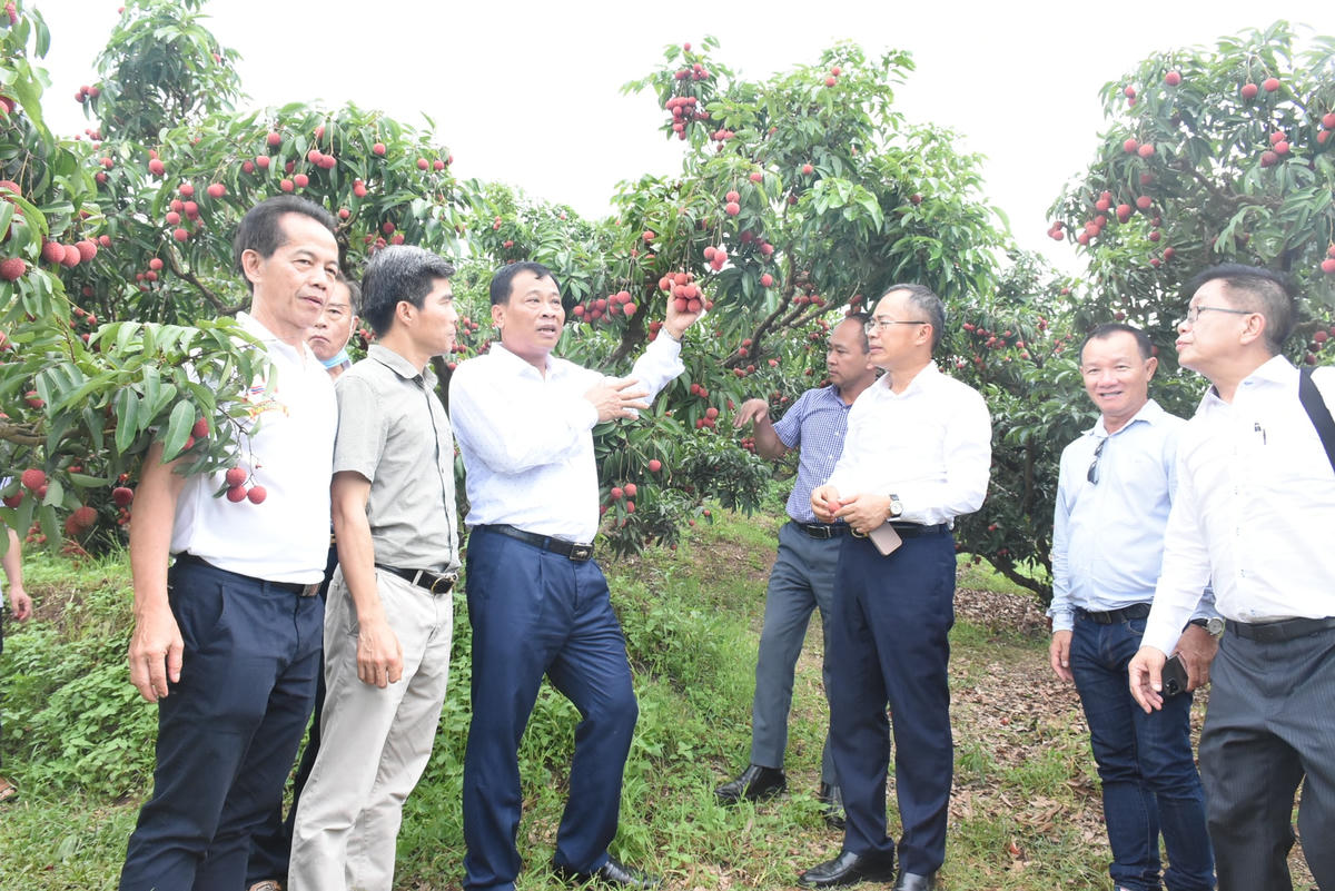 Kiều bào Thái Lan tham quan vườn vải ở Bắc Giang