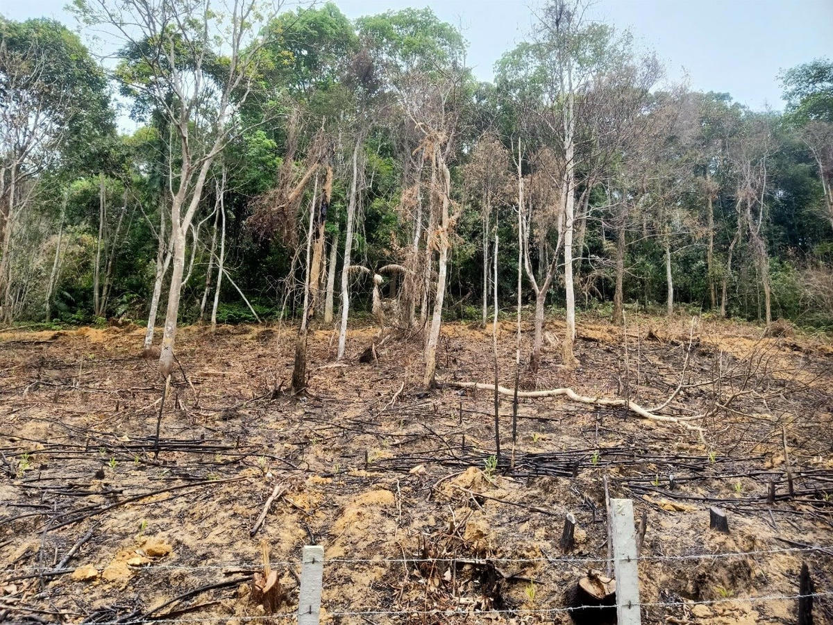 Người vợ gây cháy hơn 3.600m2. Ảnh: KLHK.