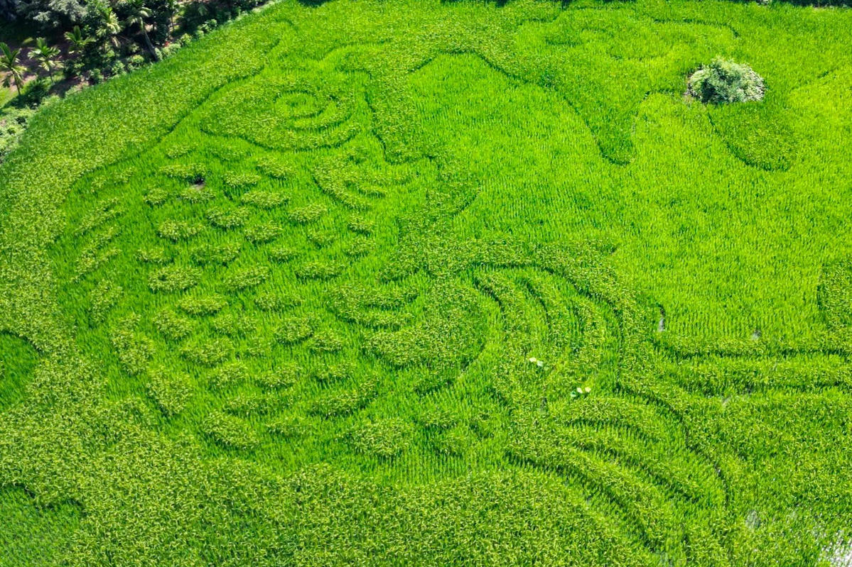 Loại lúa được chọn để tạo hình bức tranh khổng lồ ở Tam Cốc là giống Thái Xuyên với ưu điểm thân cứng, có khả năng chống chịu sâu bệnh tốt, phù hợp với thổ nhưỡng địa phương.