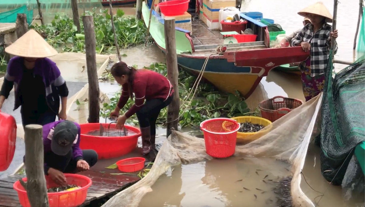 Ảnh 3-Đỏ mắt chờ mùa nước nổi