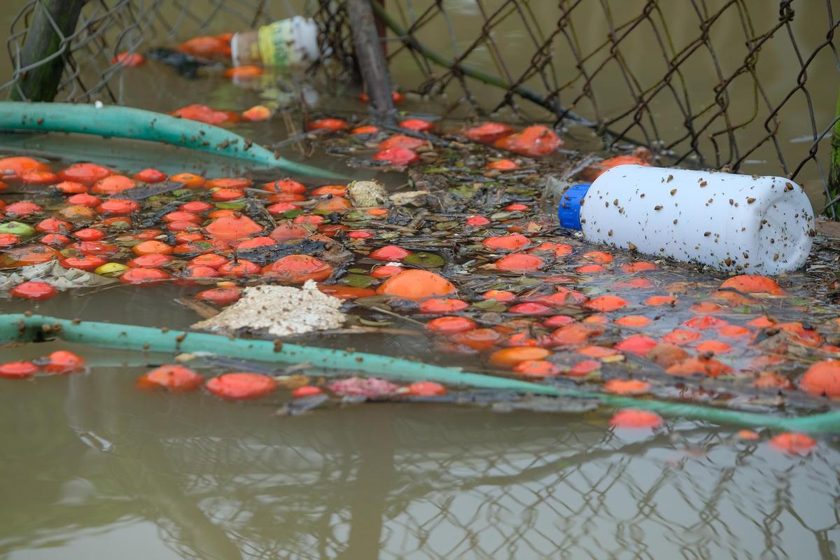 Những trái cà chua chín bị rụng nổi trôi quanh ruộng.