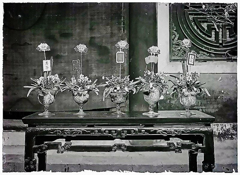 hoa thuy tien tu lieu.jpg