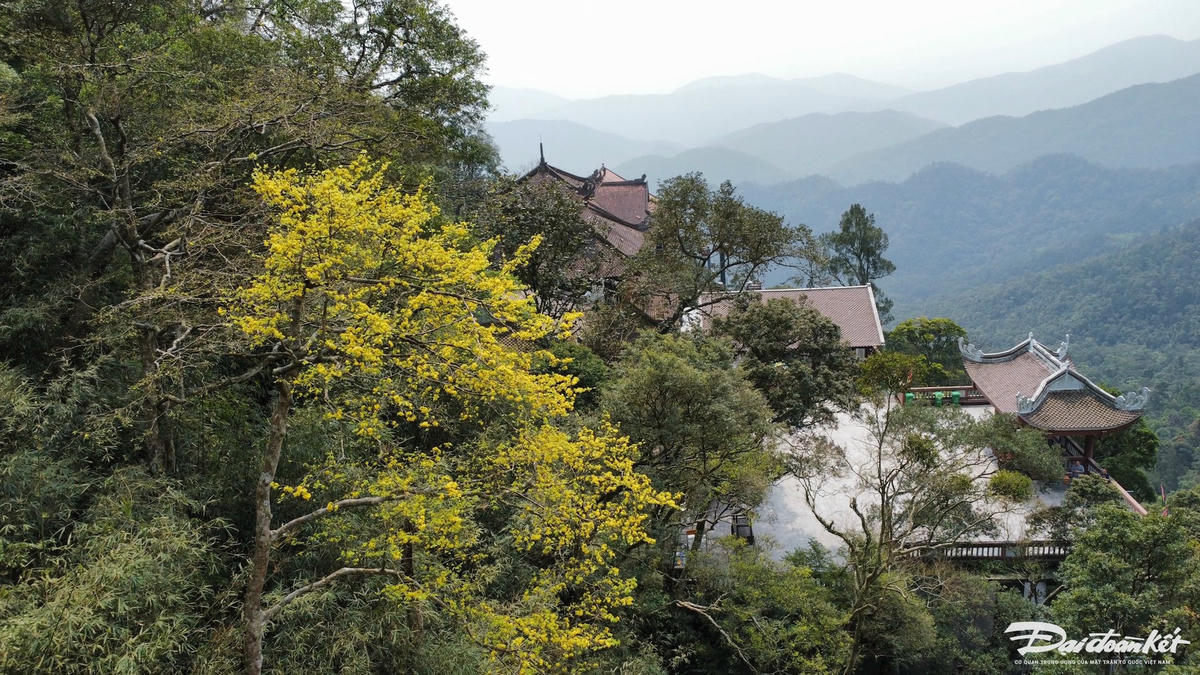 Vào mùa tháng 2 đến tháng 3, khách hành hương còn được chiêm ngưỡng những cây mai cổ nở rộ. Ảnh: Nguyễn Quý.