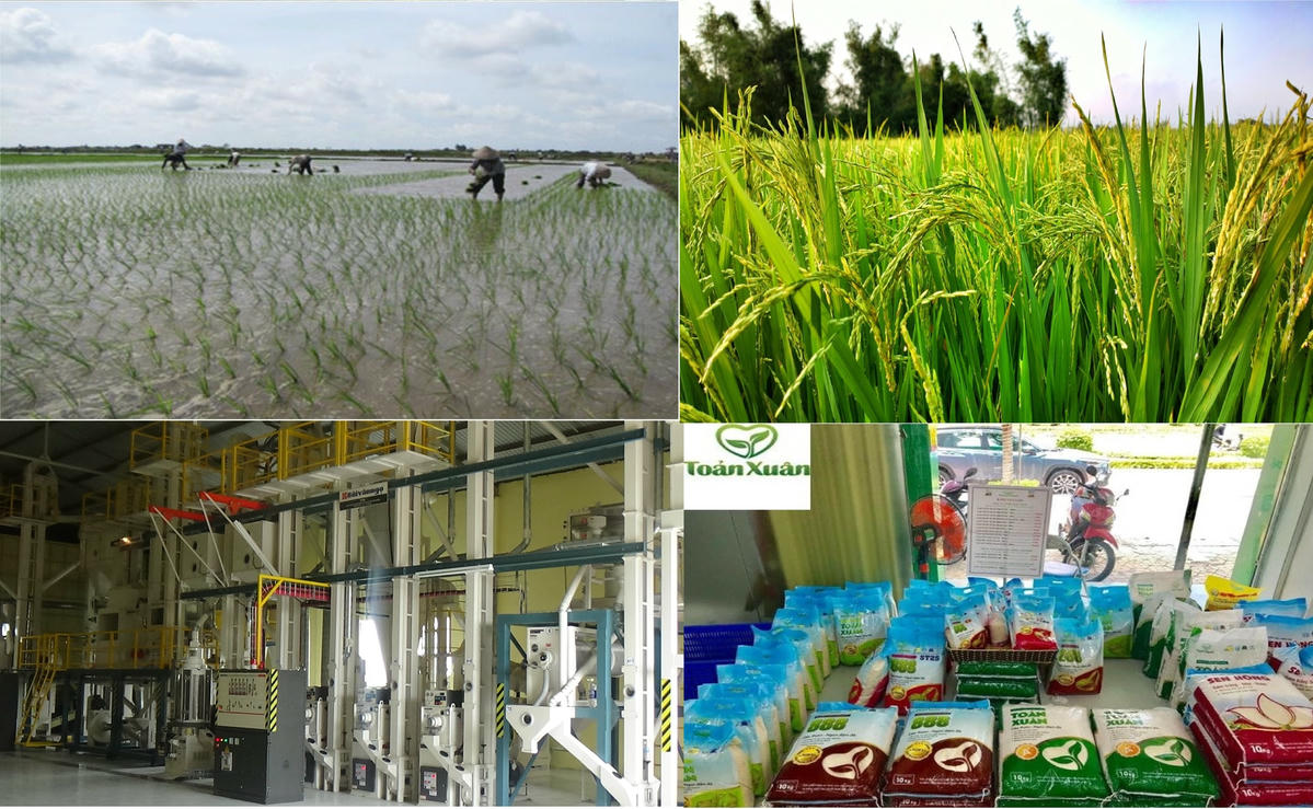 Gạo sạch, gạo nếp là một trong những sản phẩm OCOP thế mạnh của tỉnh Nam Định.