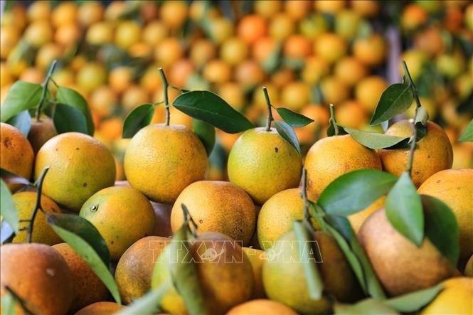 Cam là cây trồng chủ lực mang lại hiệu quả kinh tế cao cho huyện Cao Phong.