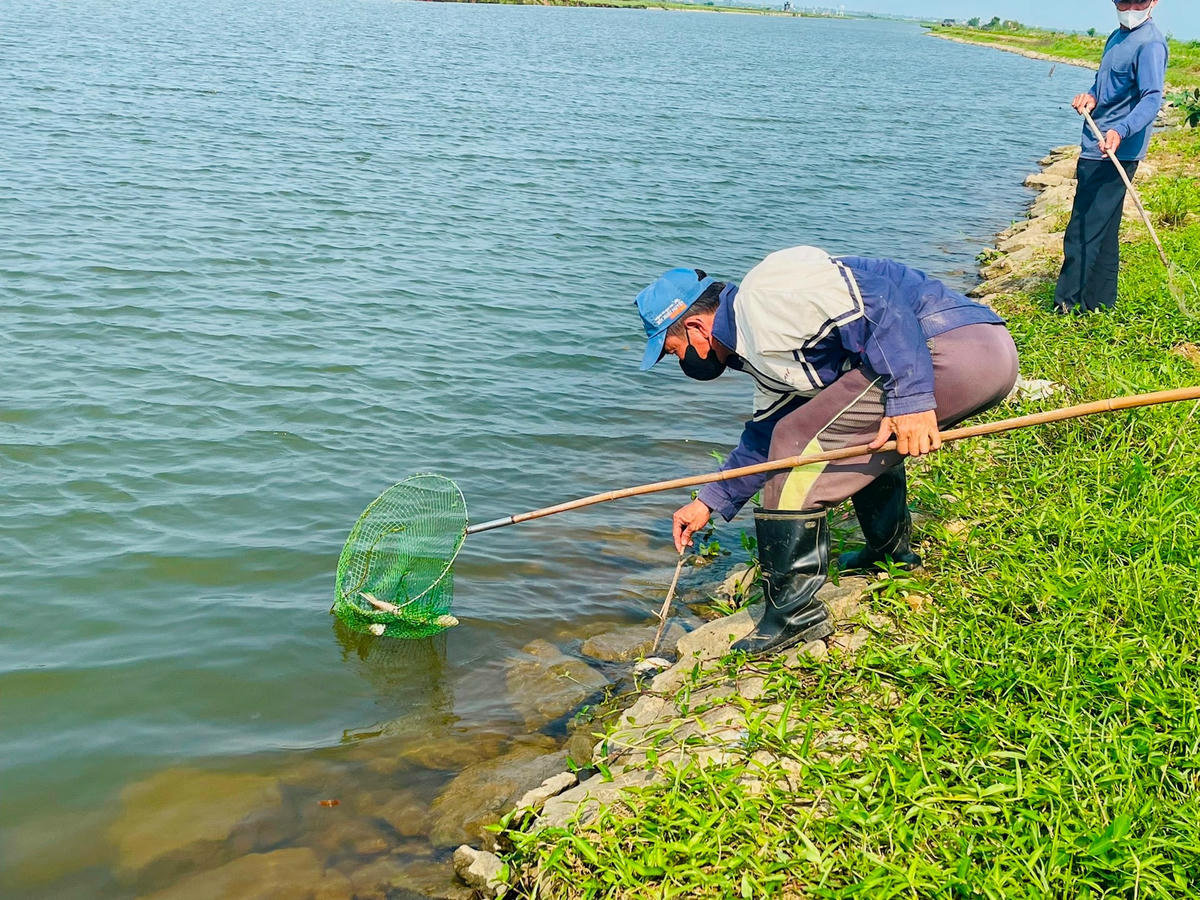 Người dân tại xã Hải Phong tập trung thu gom, tiêu hủy cá bị chết. Ảnh: người dân cung cấp.